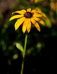 Close-up of yellow flower