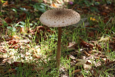 Close-up of mushroom growing on field