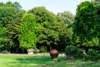 View of plants in park