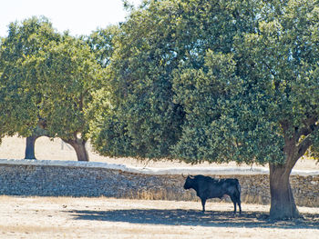 Horse on road by trees