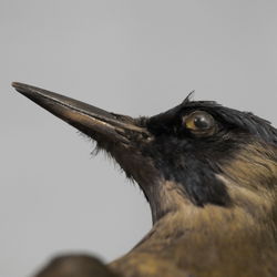 Close-up of a bird