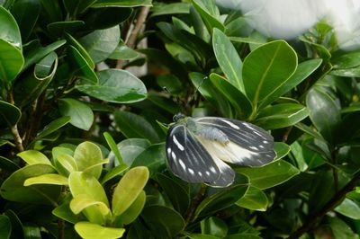 Close-up of a bird