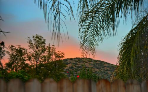 Close-up of plants against sky during sunset