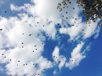 Low angle view of birds flying in sky