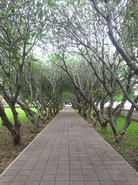 Footpath amidst trees