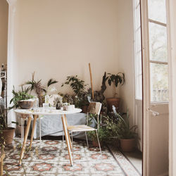 Potted plants on table at home