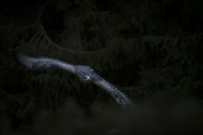 Close-up of a bird flying