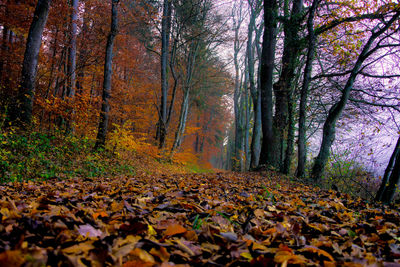 Autumn leaves on trees in forest