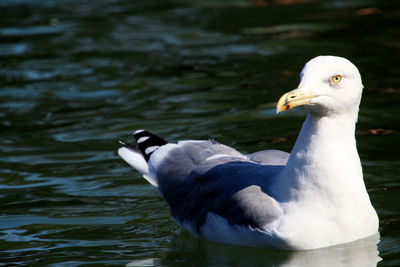 Close-up of seagull on lake