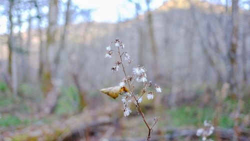 Close-up of white cherry blossoms on field