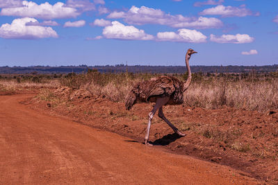 savanna