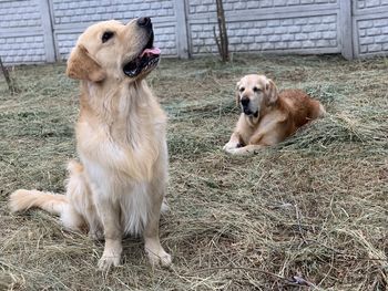 Golden retriever sitting on field