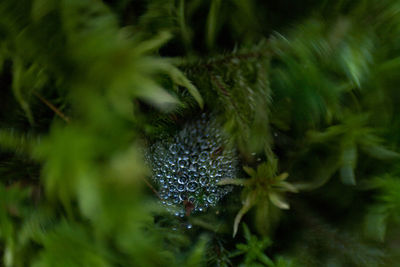 Close-up of spider on web