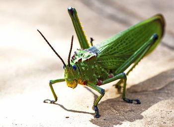 Close-up of insect on leaf