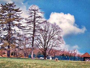 View of bare trees on field against sky