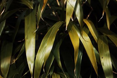 Full frame shot of plants