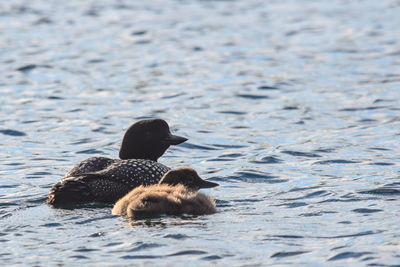 Ducks swimming in lake