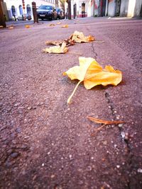 Close-up of yellow autumn leaves on road