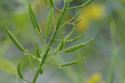 Close-up of wet plant