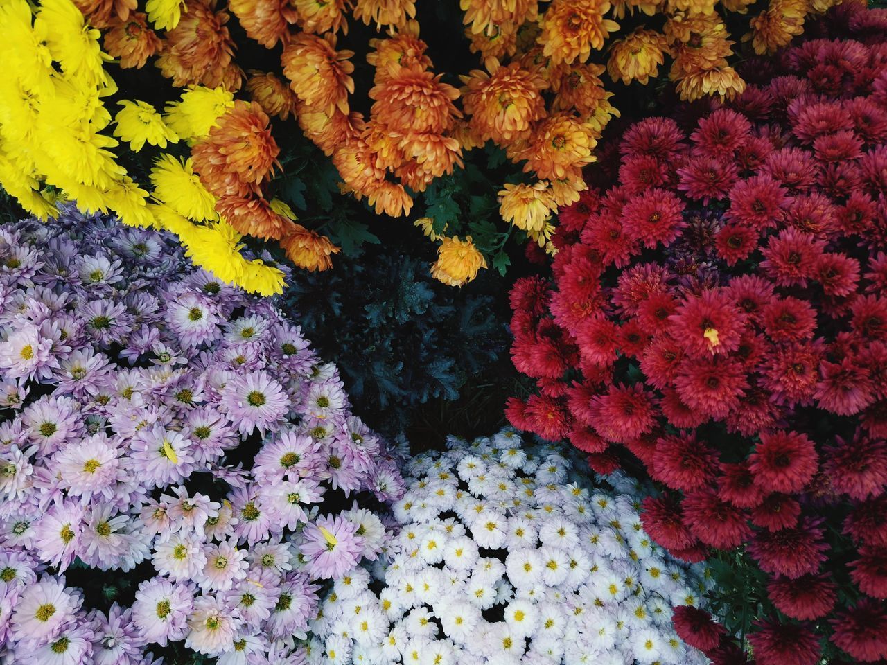 HIGH ANGLE VIEW OF FLOWERING PLANTS ON RED WALL