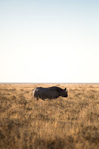 Side view of rhino on field against sky