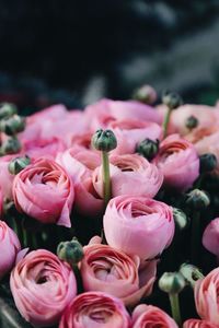 Close-up of pink buttercup flowers and buds growing outdoors