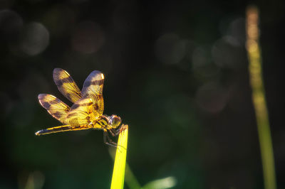 Close-up of dragonfly on plant