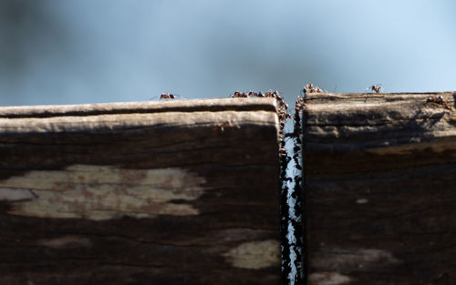 Close-up of insect on wood