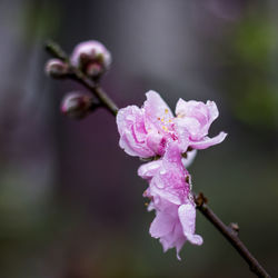 Close-up of pink flowers blooming outdoors