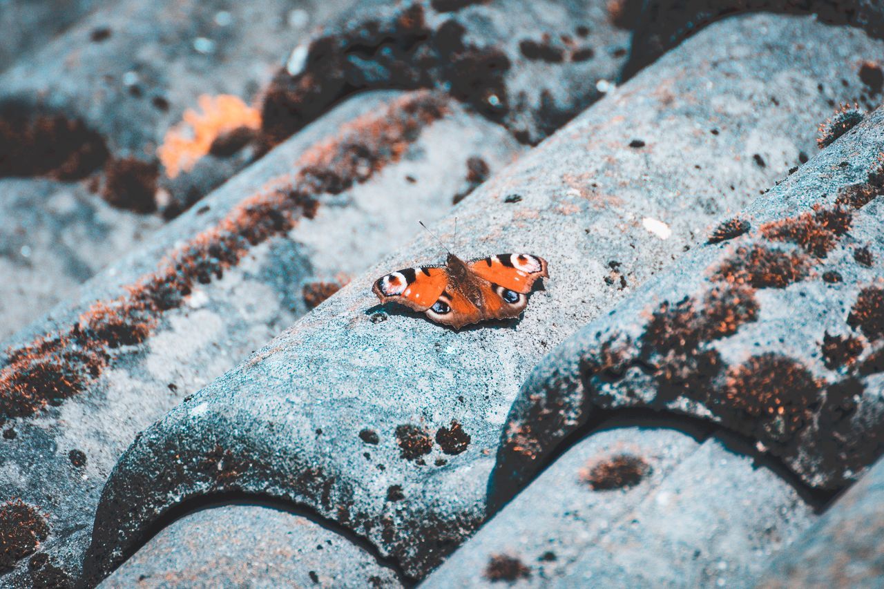 animals in the wild, one animal, animal, animal themes, animal wildlife, insect, invertebrate, selective focus, no people, ladybug, close-up, day, rock, high angle view, orange color, beetle, nature, solid, spotted, rock - object, outdoors