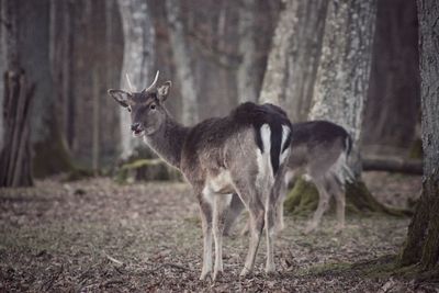 Deer in zoo