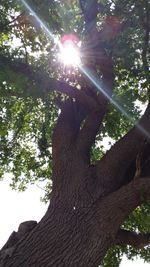 Low angle view of tree against sky