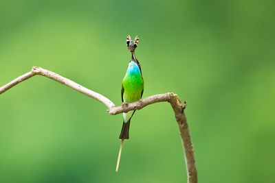 Bird perching on a branch