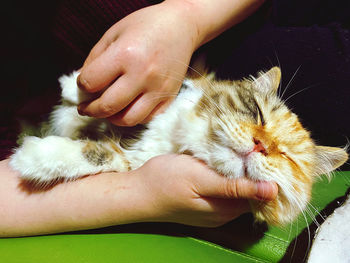 Close-up of hand holding kitten at home