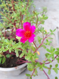 Close-up of pink flower pot