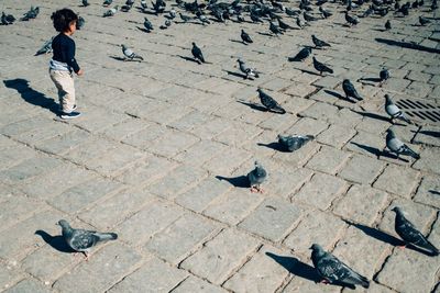 High angle view of pigeons on street