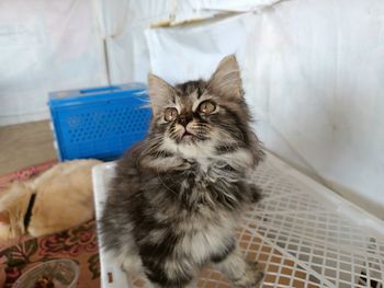 Kitten Persian