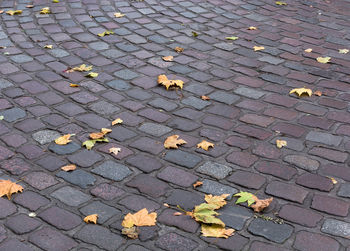 High angle view of maple leaves on cobblestone