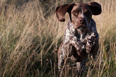 Portrait of dog on field