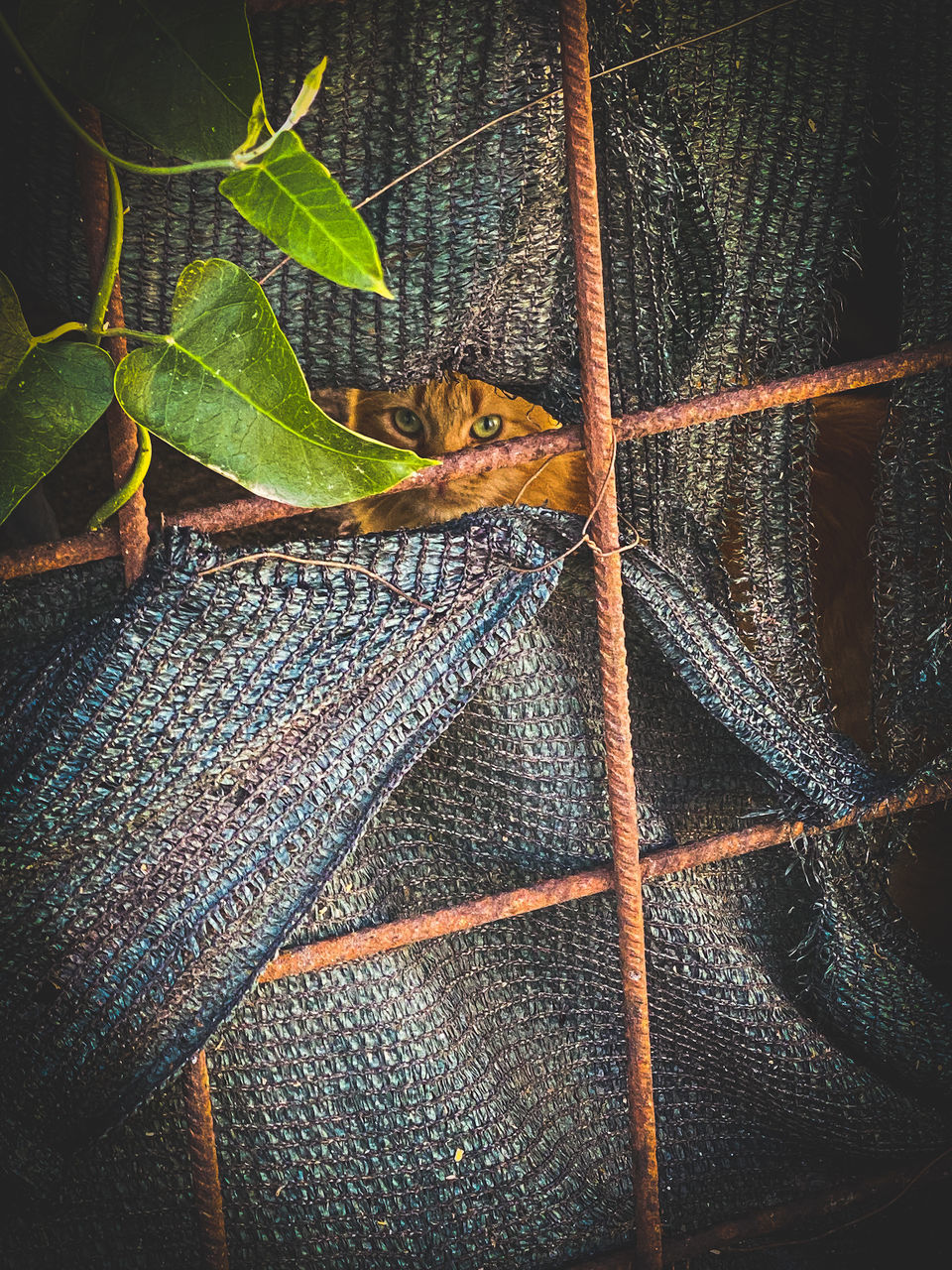 CLOSE-UP OF LIZARD ON LEAF