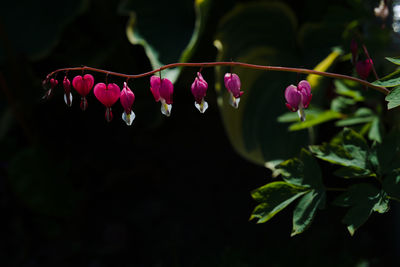 Close-up of pink flowering plant