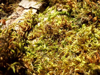 Full frame shot of plants growing on field