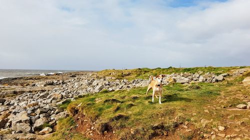 Horses standing on grass by sea against sky