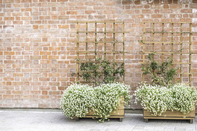 Potted plants against brick wall