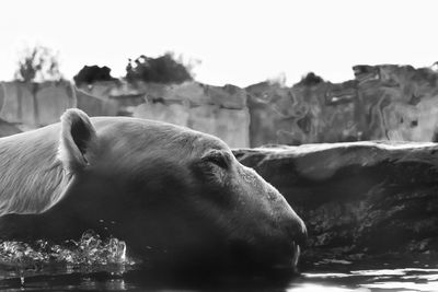 Close-up of sea lion against sky