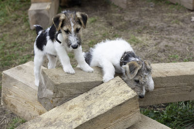 High angle view of dogs on wood