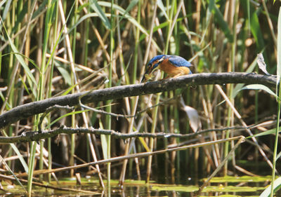 Bird perching on branch