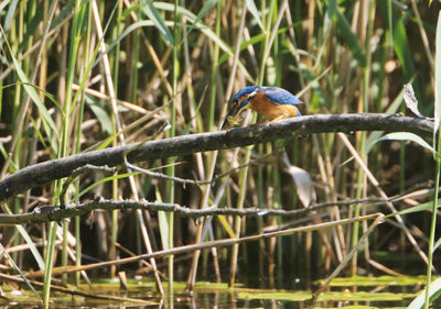 A common kingfischer alcedo atthis in the reed, heilbronn, germany