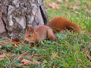 Close-up of a squirrel on tree trunk