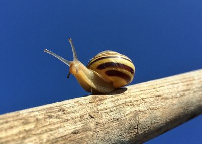 View of snail on wooden post